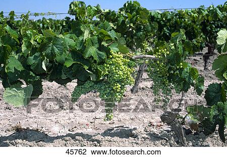 Grapes plantation on landscape, Jerez de la Frontera, Andalusia, Spain View Large Photo Image Stock Image - Grapes plantation on landscape, Jerez de la Frontera, Andalusia, Spain . Fotosearch