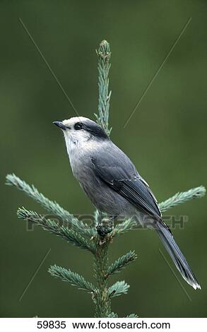 Gray Jay (Perisoreus canadensis) perching on stem, Kootenay National Park, British Columbia, Canada View Large Photo Image Stock Photography - Gray Jay (Perisoreus canadensis) perching on stem, Kootenay National Park, British Columbia, Canada . Fotosearch