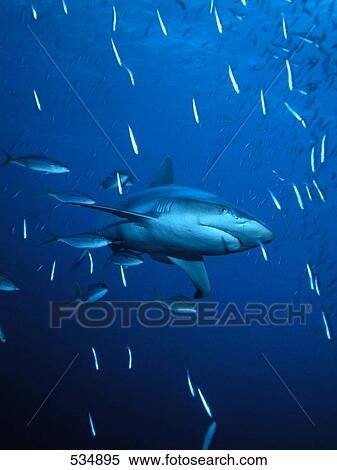 Gray reef shark (Carcharhinus amblyrhynchos) swimming underwater View Large Photo Image Stock Photography - Gray reef shark (Carcharhinus amblyrhynchos) swimming underwater . Fotosearch
