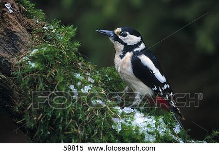 Great Spotted Woodpecker (Dendrocopos major) perching on tree trunk View Large Photo Image Stock Photography - Great Spotted Woodpecker (Dendrocopos major) perching on tree trunk . Fotosearch