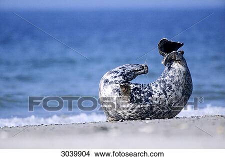 Picture - Grey Seal, Halichoerus grypus, Helgoland, Schleswig-Holstein, Germany . Fotosearch