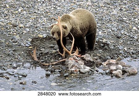 Stock Image - Grizzly bear (Ursus arctos horribilis) standing with prey at riverbank, Denali National Park, Alaska, USA . Fotosearch