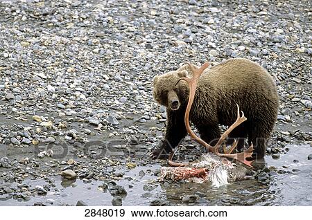 Grizzly bear (Ursus arctos horribilis) standing with prey at riverbank, Denali National Park, Alaska, USA View Large Photo Image Stock Photo - Grizzly bear (Ursus arctos horribilis) standing with prey at riverbank, Denali National Park, Alaska, USA . Fotosearch