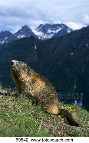 Groundhog (Marmota monax) sitting on mountain View Large Photo Image Stock Image - Groundhog (Marmota monax) sitting on mountain . Fotosearch