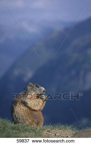 Stock Photo - Groundhog (Marmota monax) sitting on mountain . Fotosearch