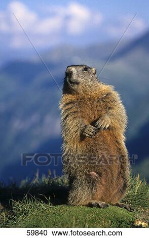 Stock Image - Groundhog (Marmota monax) standing on mountain . Fotosearch