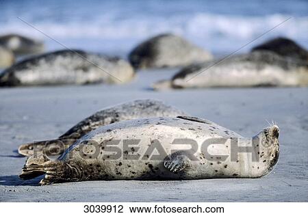 Stock Image - Group of Harbor Seals, Phoca vitulina, Helgoland, Schleswig-Holstein, Germany . Fotosearch