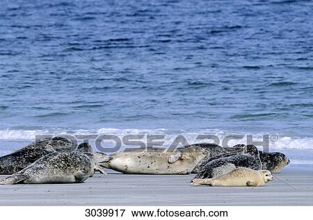 Group of Harbor Seals, Phoca vitulina, Helgoland, Schleswig-Holstein, Germany View Large Photo Image Stock Photo - Group of Harbor Seals, Phoca vitulina, Helgoland, Schleswig-Holstein, Germany . Fotosearch
