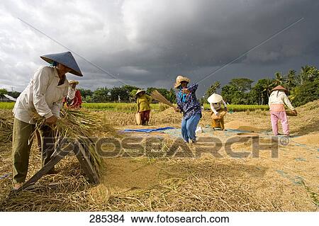 Picture - Group of native balinese farmers working in field, Bali, Indonesia . Fotosearch