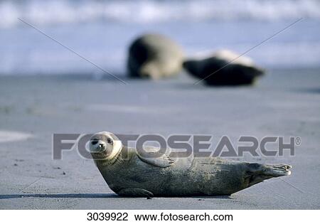 Stock Image - Harbor Seal, Phoca vitulina, Helgoland, Schleswig-Holstein, Germany . Fotosearch