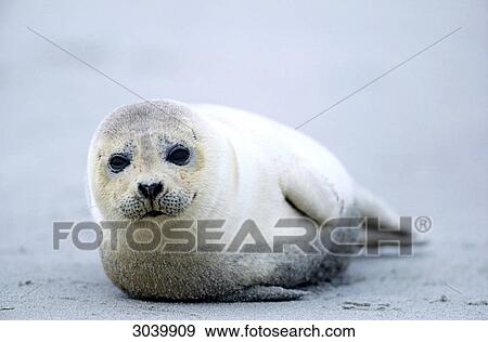 Harbor Seal, Phoca vitulina, Helgoland, Schleswig-Holstein, Germany View Large Photo Image Stock Photo - Harbor Seal, Phoca vitulina, Helgoland, Schleswig-Holstein, Germany . Fotosearch