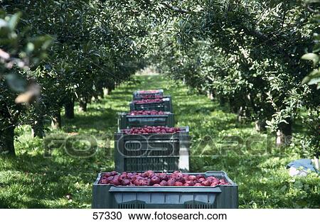 Harvested apples in boxes at farm View Large Photo Image Stock Image - Harvested apples in boxes at farm . Fotosearch