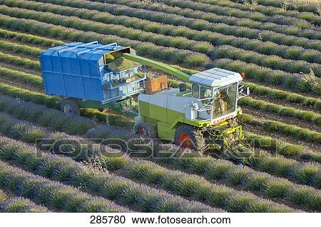 Harvesting machine in lavender field, Alpes-De-Haute-Provence, France View Large Photo Image Stock Image - Harvesting machine in lavender field, Alpes-De-Haute-Provence, France . Fotosearch