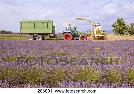 Harvesting machine in lavender field, Alpes-De-Haute-Provence, France View Large Photo Image Stock Image - Harvesting machine in lavender field, Alpes-De-Haute-Provence, France . Fotosearch