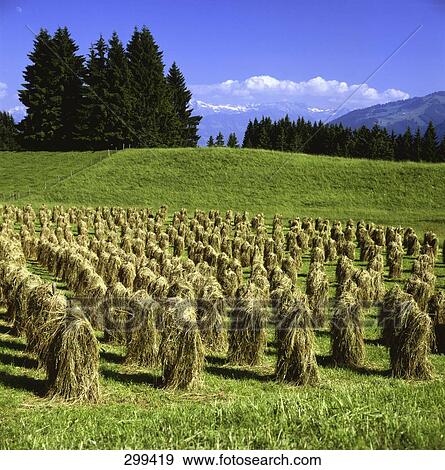 Hay in field, Allgaeu Obertsdorf, Bavaria, Germany View Large Photo Image Stock Photo - Hay in field, Allgaeu Obertsdorf, Bavaria, Germany . Fotosearch