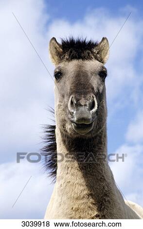 Stock Photo - Head of a Konik Horse, close-up, Flensburg, Germany, low angle view . Fotosearch