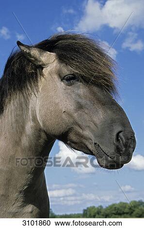 Head of a Konik Pony, close-up, Flensburg, Germany, low angle view View Large Photo Image Stock Image - Head of a Konik Pony, close-up, Flensburg, Germany, low angle view . Fotosearch