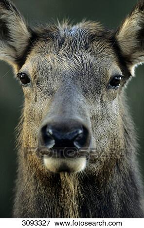 Head of an American elk (Cervus canadensis), Jasper National Park, Alberta, Canada, portrait, close-up View Large Photo Image Stock Photo - Head of an American elk (Cervus canadensis), Jasper National Park, Alberta, Canada, portrait, close-up . Fotosearch