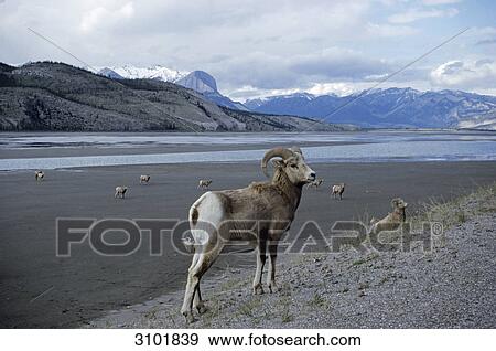 Herd of big horn sheeps (Ovis canadensis), Jasper National Park, Canada View Large Photo Image Stock Photo - Herd of big horn sheeps (Ovis canadensis), Jasper National Park, Canada . Fotosearch