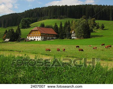 Stock Photo - Herd of cows grazing grass in field, Black Forest, Baden-Wuerttemberg, Germany . Fotosearch