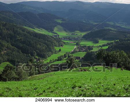 Herd of cows grazing on hill, Feldberg, Black Forest, Baden-Wurttemberg, Germany View Large Photo Image Picture - Herd of cows grazing on hill, Feldberg, Black Forest, Baden-Wurttemberg, Germany . Fotosearch