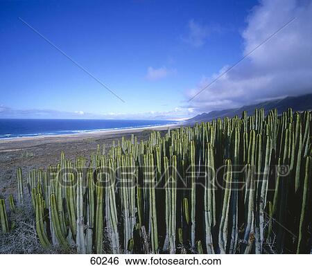 High angle view of cactus on beach, Canary Islands, Spain, Europe View Large Photo Image Stock Photograph - High angle view of cactus on beach, Canary Islands, Spain, Europe . Fotosearch