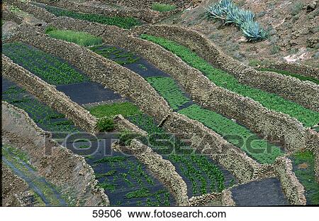 High angle view of terrace farming, Lanzarote, Canary Islands, Spain View Large Photo Image Stock Photograph - High angle view of terrace farming, Lanzarote, Canary Islands, Spain . Fotosearch