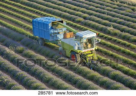 High angle view of tractor harvesting lavender on field, Valensole, Alpes-De-Haute-Provence, France View Large Photo Image Stock Image - High angle view of tractor harvesting lavender on field, Valensole, Alpes-De-Haute-Provence, France . Fotosearch