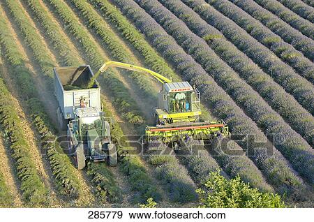 High angle view of tractor harvesting lavender on field, Valensole, Alpes-De-Haute-Provence, France View Large Photo Image Stock Photo - High angle view of tractor harvesting lavender on field, Valensole, Alpes-De-Haute-Provence, France . Fotosearch