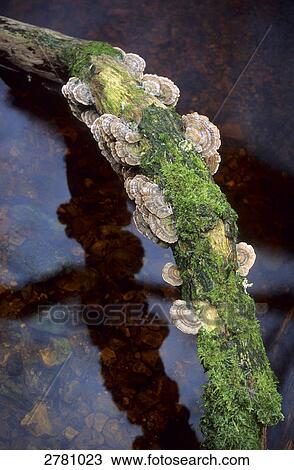 High angle view of Trametes versicolor mushrooms growing on branch, Schleswig-Holstein, Germany View Large Photo Image Stock Image - High angle view of Trametes versicolor mushrooms growing on branch, Schleswig-Holstein, Germany . Fotosearch