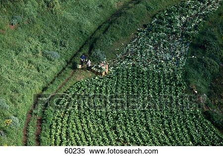High angle view of two farmers in a field, Gran Canaria, Canary Islands, Spain View Large Photo Image Stock Photography - High angle view of two farmers in a field, Gran Canaria, Canary Islands, Spain . Fotosearch