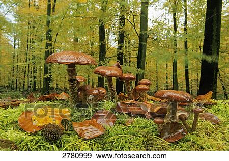 Stock Photo - Honey Fungus (Armillaria mellea) growing in forest, Schleswig-Holstein, Germany . Fotosearch