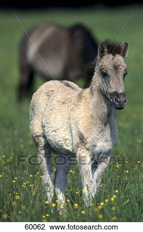 Stock Image - Horse foal standing in field . Fotosearch