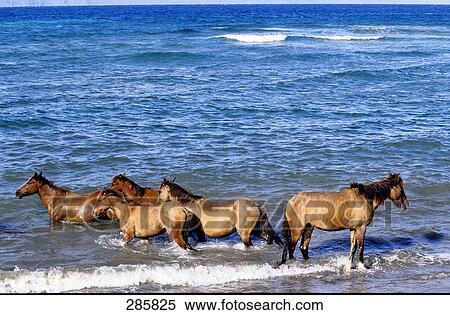 Horses in shallow water, Ua-Uka Island, Marquesas Islands, French Polynesia View Large Photo Image Stock Photography - Horses in shallow water, Ua-Uka Island, Marquesas Islands, French Polynesia . Fotosearch