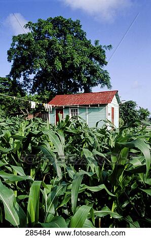 Picture - House in field, Grenada . Fotosearch