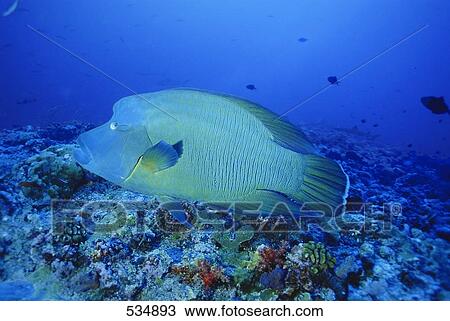 Stock Image - Humphead Wrasse (Cheilinus undulatus) swimming underwater . Fotosearch