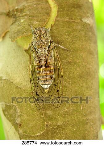 Insect on tree trunk, Alpes-De-Haute-Provence, France View Large Photo Image Picture - Insect on tree trunk, Alpes-De-Haute-Provence, France . Fotosearch