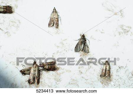 Insects View Large Photo Image Stock Image - Insects . Fotosearch