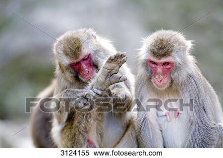Japanese macaques (Macaca fuscata) next to each other, Beppu, Japan, close-up View Large Photo Image Stock Photography - Japanese macaques (Macaca fuscata) next to each other, Beppu, Japan, close-up . Fotosearch