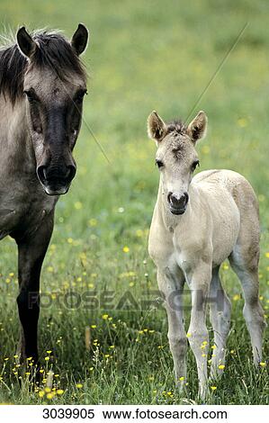 Konik mare and foal, Masuria, Poland, front view View Large Photo Image Stock Photography - Konik mare and foal, Masuria, Poland, front view . Fotosearch