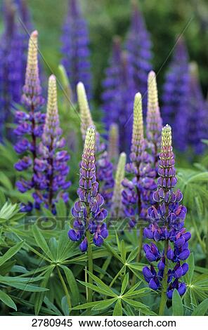 Large-leaved Lupine (Lupinus polyphyllus) flowers blooming in field, Schleswig-Holstein, Germany View Large Photo Image Stock Photography - Large-leaved Lupine (Lupinus polyphyllus) flowers blooming in field, Schleswig-Holstein, Germany . Fotosearch