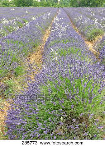 Stock Image - Lavender field diminishing into perspective, Plateau De Valensole, Alpes-De-Haute-Provence, France . Fotosearch