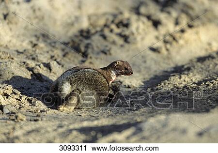 Stock Image - Least Weasel (Mustela nivalis) with rabbit prey, Schleswig-Holstein, Germany . Fotosearch