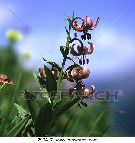 Lilium martagon (Martagon lily) flowers blooming in field View Large Photo Image Stock Photo - Lilium martagon (Martagon lily) flowers blooming in field . Fotosearch
