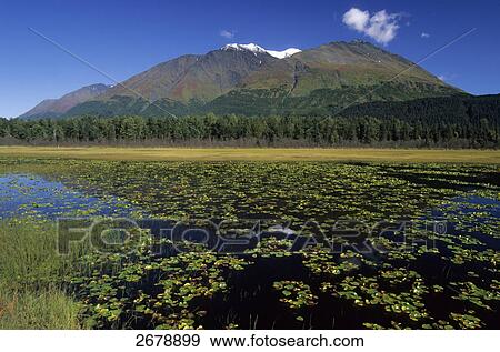 Lily pads in lake, Kenai Peninsula, Alaska, USA View Large Photo Image Stock Photo - Lily pads in lake, Kenai Peninsula, Alaska, USA . Fotosearch