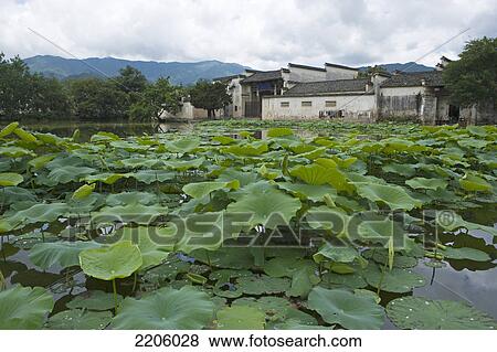 Lily pads in pond, Hongcun, Anhui, China View Large Photo Image Stock Photo - Lily pads in pond, Hongcun, Anhui, China . Fotosearch