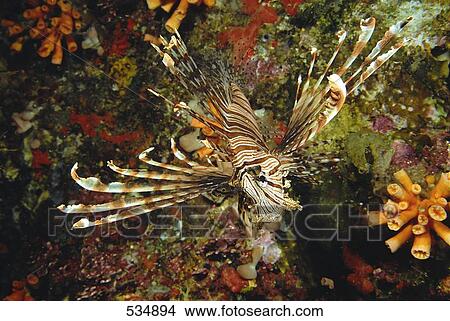 Picture - Lionfish swimming underwater . Fotosearch