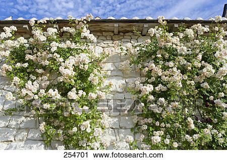 Low angle view of flowering vines in front of stone wall View Large Photo Image Stock Image - Low angle view of flowering vines in front of stone wall . Fotosearch