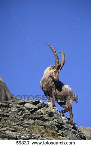 Stock Image - Low angle view of Ibex standing on mountain . Fotosearch