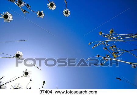 Low angle view of Oxeye Daisy flowers, Bavaria, Germany View Large Photo Image Picture - Low angle view of Oxeye Daisy flowers, Bavaria, Germany . Fotosearch